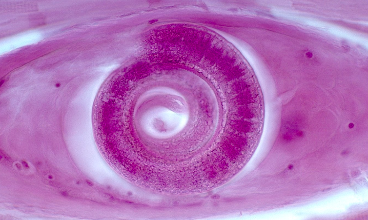 <p>What organism is this?</p>