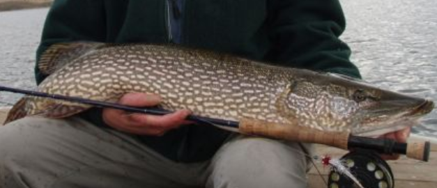 <p>Esox lucius</p><p>nonative</p><p>elongated body/head, broad and flat snout, olive green coloration with yellow/white body, mouth covered in sharp teeth</p>
