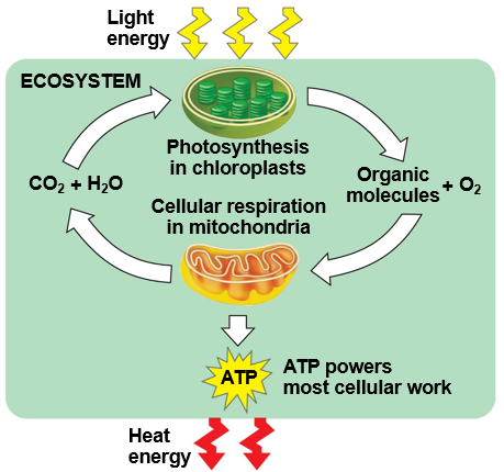 <ul><li><p><span style="background-color: transparent;">Living cells require energy from outside sources</span></p></li><li><p><span style="background-color: transparent;">Some animals, such as the giraffe, obtain energy by eating plants (<strong>Herbivores</strong>), and some animals feed on other organisms that eat plants (<strong>Carnivores</strong>)</span></p></li><li><p><span style="background-color: transparent;">Energy flows into an ecosystem as sunlight and leaves as heat (IR Radiation)</span></p></li><li><p><span style="background-color: transparent;"><strong>Photosynthesis </strong>generates O2 and organic molecules, which are used in cellular respiration</span></p></li><li><p><span style="background-color: transparent;">Cells use chemical energy (<strong>Respire</strong>) stored in organic molecules to generate ATP, which powers work</span></p></li></ul><p></p>