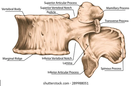 <p>What General Structure of Vertebrae? </p>