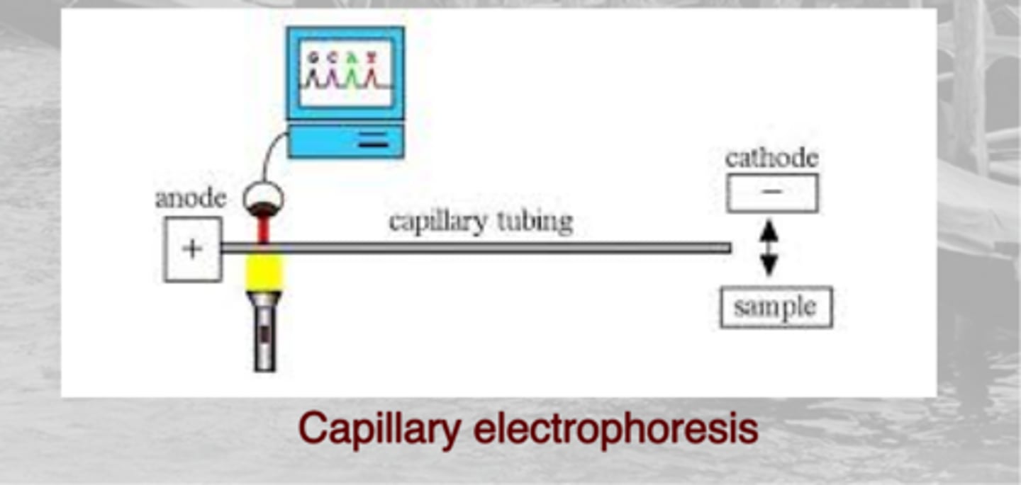 <p>used when sequencing DNA</p>