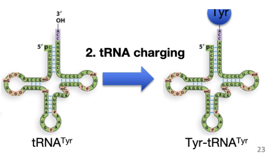<p>tRNA Activation: <span style="background-color: transparent;"><strong>tRNA charging</strong></span></p>
