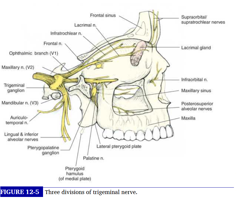 <p>opthalmic nerve formation</p>