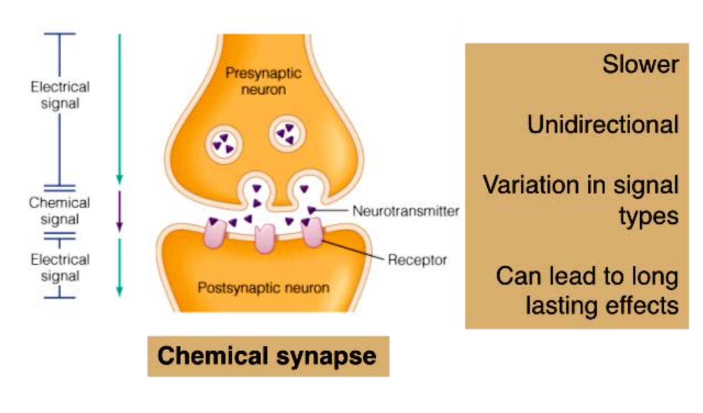 <ul><li><p>Specialized for the release and reception of neurotransmitters</p></li><li><p>Typically composed of two parts:</p><ul><li><p>Axonal terminal of the presynaptic neuron, which contains synaptic vesicles</p></li><li><p>Receptor region on the dendrite(s) or soma of the postsynaptic neuron</p></li></ul></li></ul><p></p>