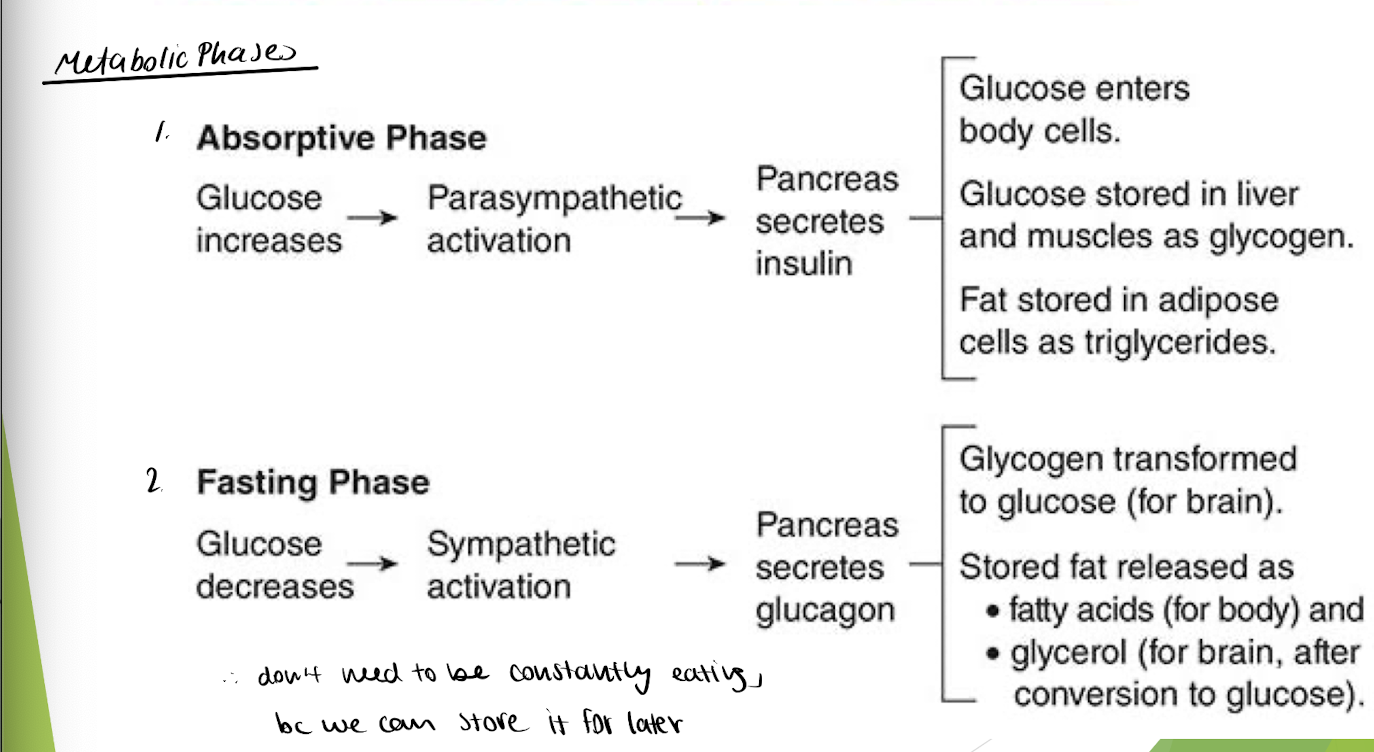 <p>fasting phase = glucose levels drop in blood → body uses energy stores </p><p><em>            why we don’t need to be constantly eating</em></p><p>→ pancreas secretes glucagon → causes muscle/fat cells to turn glycogen into glucose </p><ul><li><p>during sympathetic activation (need energy)</p></li></ul><img src="https://assets.knowt.com/user-attachments/f9e11973-2041-46f9-885b-de08a783fab6.png" data-width="100%" data-align="center"><p></p>
