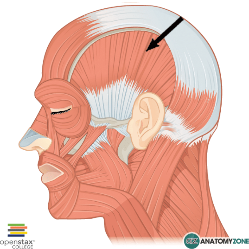 <p>temporalis</p>