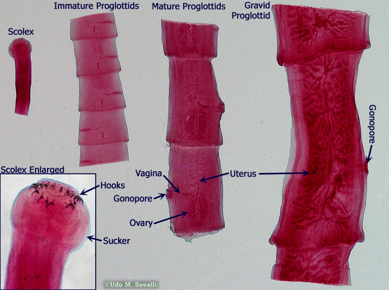 <p>symmetry:</p><ul><li><p>bilateral</p></li></ul><p>tissues:</p><ul><li><p>triploblastic: have three embryonic tissue layers</p><ul><li><p>inner layer (endoderm) will give rise to gut lining</p></li><li><p>outer layer (ectoderm) will give rise to outer skin</p></li><li><p>middle layer (mesoderm) will give rise to muscle, excretory system and reproductive system</p></li></ul></li></ul><p>parasitic, lack a digestive system</p><p>lifecycle involves two hosts:</p><ol><li><p>definitive host (primary)—usually a predatory mammal</p><ol><li><p>host in which the parasite matures (adult stage) and reproduces (sexually)</p></li><li><p>normally they’re found in host’s digestive system</p></li></ol></li><li><p>intermediate host—usually predator’s prey</p><ol><li><p>hosts in which larval stage develops and undergo asexual reproduction</p></li><li><p>parasite would be found in muscle tissues or other internal organs of intermediate host</p></li></ol></li></ol><p></p>