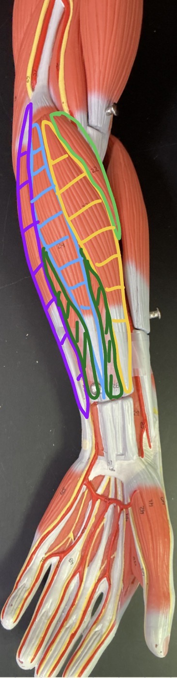 <p>what is the yellow muscle?</p>