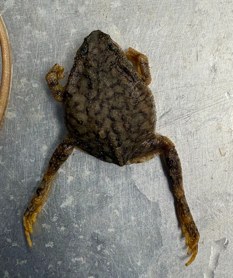 <p><span style="background-color: transparent;">Anaxylus debilis</span></p>