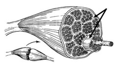 <p>Connective tissue surrounding a fascicle</p>