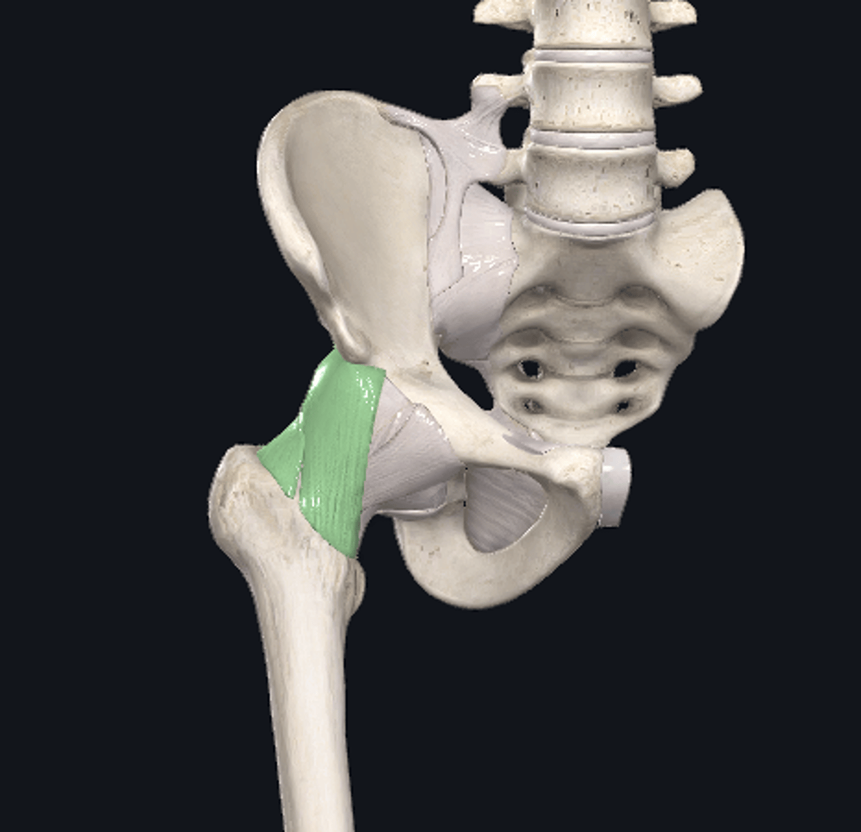 <p>Y shaped</p><p>reinforced anterior side</p>
