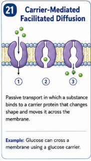 <p>Passive transport in which a substance binds to a carrier protein that changes shape and moves it across the membrane. </p>