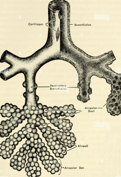 <p>Alveolar ducts</p>