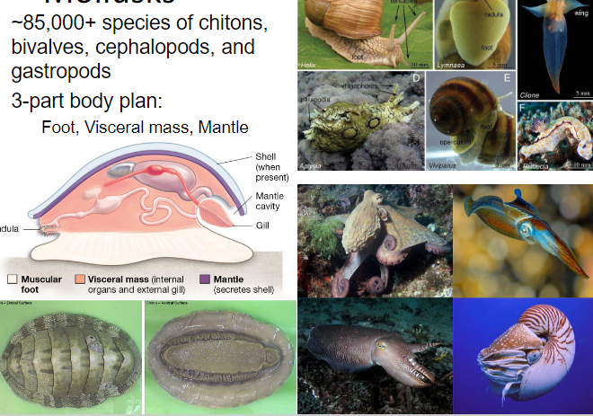 <p>(bivalves, cephalopods, and gastropods)</p>
