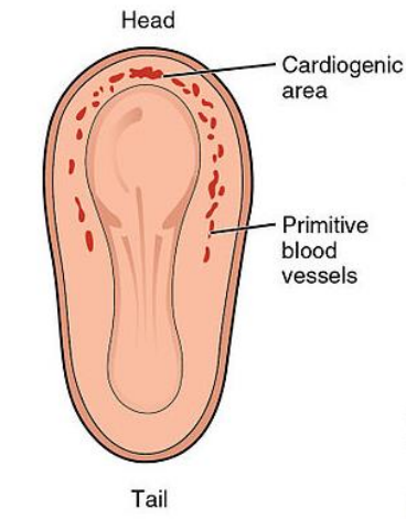 <p>Blood vessel formation occurs in <span style="color: purple;">2 steps: vasculogenesis and angiogenesis</span></p><p></p><p><span style="color: purple;"><strong>Vasculogenesis </strong></span>-Formation of blood vessels from blood islands</p><p>Vessel formation happens when island vesicles coalesce, sprout buds and fuse to form vascular channels</p><p></p><p><span style="color: purple;"><strong>Angiogenesis</strong></span>- Budding of new vessels from existing vessels.</p><p>Begins in the s<span style="color: purple;">planchnic mesoderm of the yolk sac</span></p>