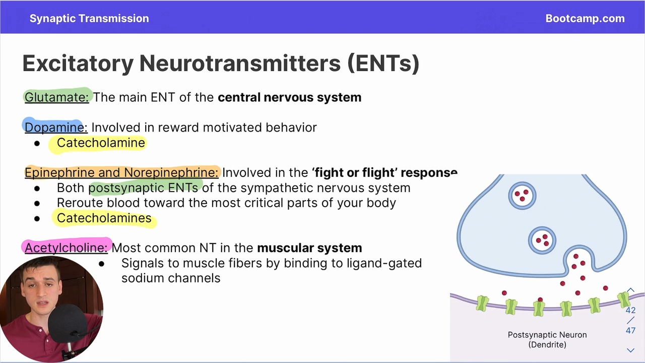 <p>Involved in the fight or flight response </p><p>reroute blood flow to the most critical parts of the body</p><p></p><p>ENT </p>