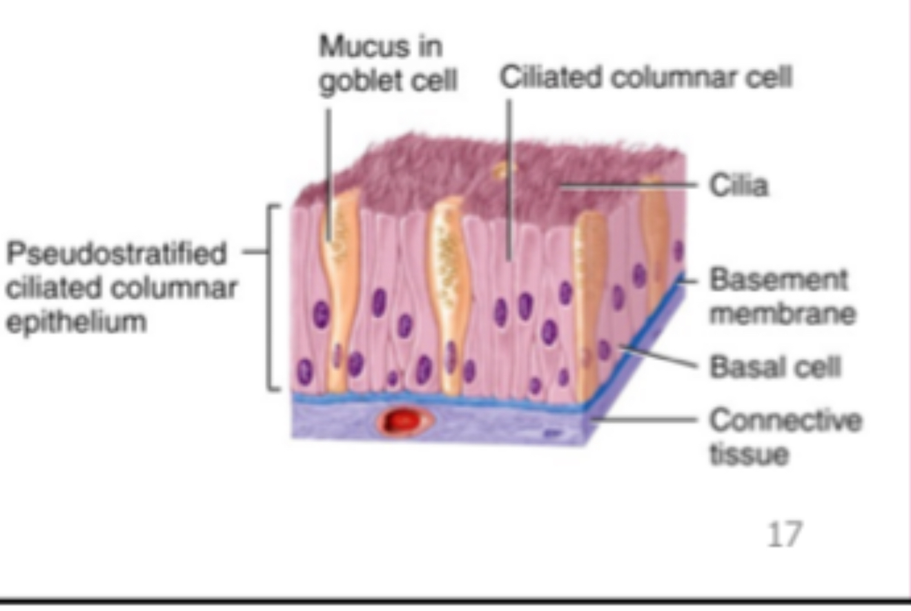 <ul><li><p><span>Pseudostratified columnar epithelium</span></p></li></ul><p></p>
