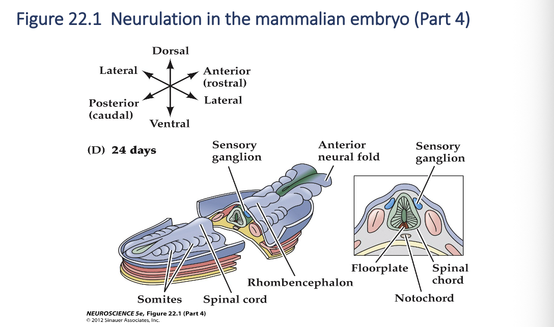 <p><span style="font-family: "Calibri Light";"><strong>Neurulation in the mammalian embryo (Part 4)</strong></span></p>