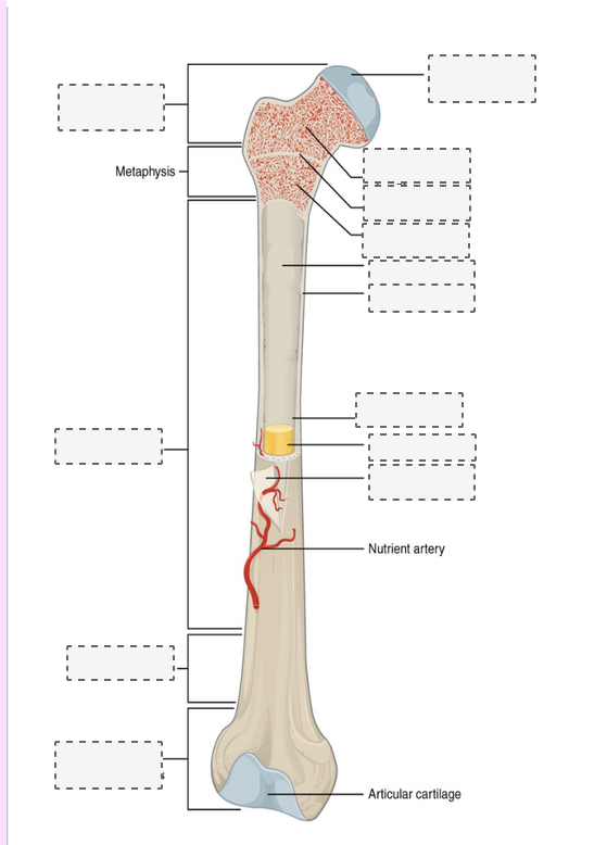 <p>Long  bone anatomy</p>