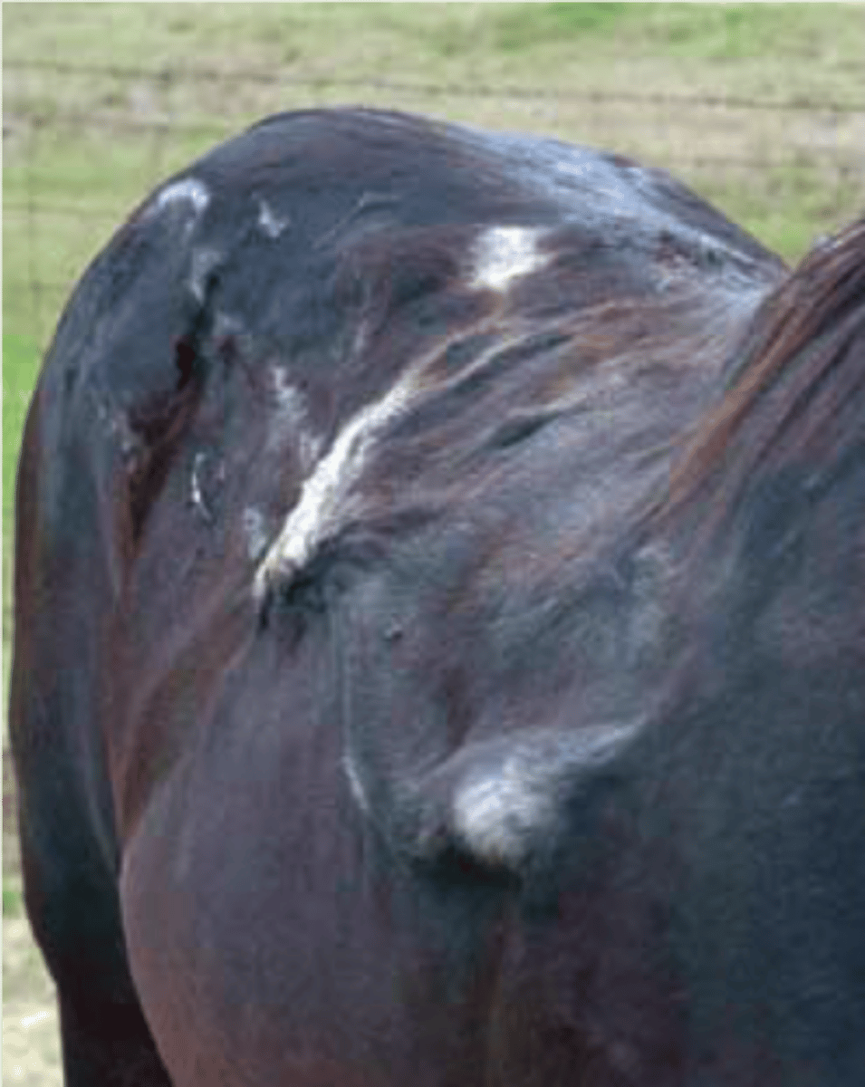<p>Breed affected: Quarter horses</p><p>Appearance: Collagen defect causes lack of adhesion btw/ skin and body</p><p>-Can live 2-4 years</p><p>-becomes present typically when breaking to ride</p><p>-Originated with Poco bueno</p><p>-recessive</p><p>Test: Molecular</p>