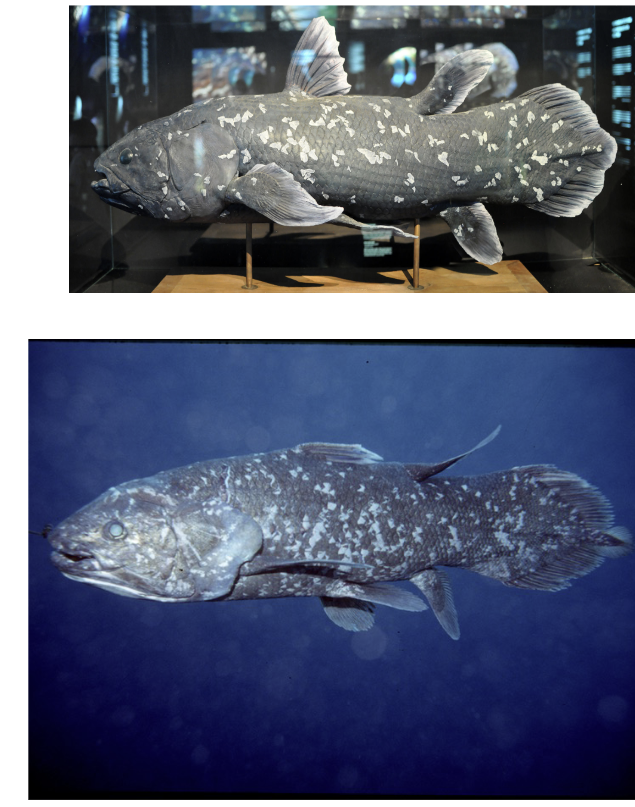 <ul><li><p>Order: Coelacanthiformes</p></li><li><p>Family: Latimeriidae</p></li><li><p>2 living species (genus Latimeria):</p><ul><li><p>Latimeria chalumnae - West Indian Ocean</p></li><li><p>Latimeria menadoensis - Indonesia</p></li></ul></li></ul><p></p>