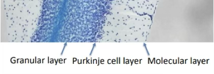 <p>Describe the <span>3 layers of the cerebellar cortex.</span></p>