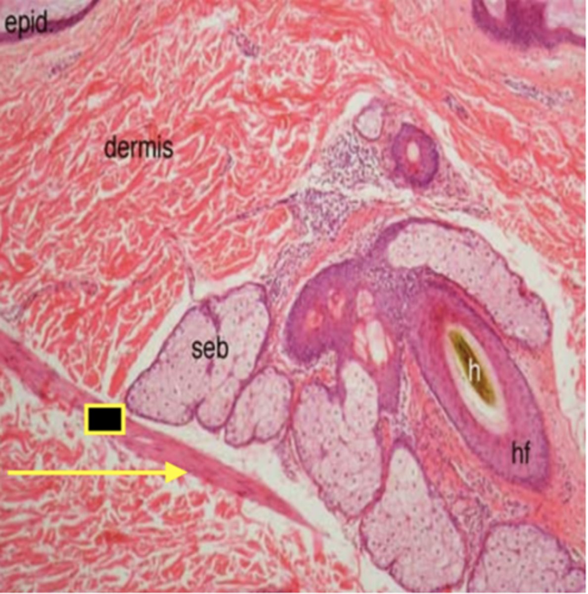 <p>Identify the structure</p>