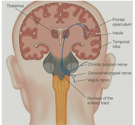 <p>taste buds are innervated by <u>axons</u> that carry taste information to the <u>brain</u></p><p>__</p><p>after taste transduction where chemical signals are converted into neural signals, the pathway of neural signals to the brain is:</p><ul><li><p>neural signals project up via 4 nerves:</p><ul><li><p><strong><u>chorda tympani nerve (VII)</u></strong> — from the <mark data-color="blue" style="background-color: blue; color: inherit;">front &amp; sides of the tongue</mark> (<mark data-color="purple" style="background-color: purple; color: inherit;">fungiform &amp; filiform</mark> papillae)</p></li><li><p><strong><u>glossopharyngeal nerve (IX)</u></strong> — from <mark data-color="blue" style="background-color: blue; color: inherit;">back of tongue</mark> (<mark data-color="purple" style="background-color: purple; color: inherit;">circumvallate &amp; foliate</mark> papillae)</p></li><li><p><strong><u>vagus nerve (X)</u></strong> — from <mark data-color="blue" style="background-color: blue; color: inherit;">mouth &amp; throat</mark></p></li><li><p><strong><u>superficial petronasal nerve</u></strong> — from <mark data-color="blue" style="background-color: blue; color: inherit;">soft palate</mark></p></li></ul></li><li><p>these nerves connect at the <strong><u>nucleus of solitary tract</u></strong><u> </u><strong><u>(NST)</u></strong><u> in the SC</u></p></li><li><p>to <strong><u>thalamus</u></strong></p></li><li><p>to <u>areas of the frontal lobe</u>:</p><ul><li><p><strong><u>insula</u></strong></p></li><li><p><strong><u>frontal operculum cortex</u></strong></p></li><li><p><strong><u>orbital frontal cortex (OFC)</u></strong></p></li></ul></li></ul><p></p>