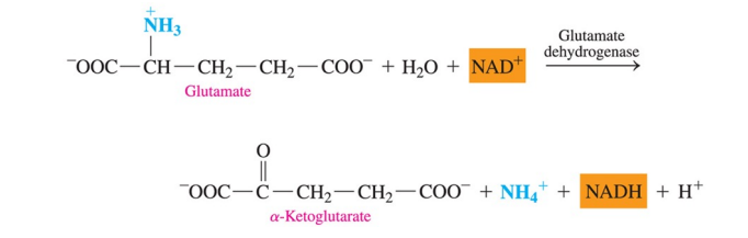 <ul><li><p>removes the ammonium group ( —NH<sub>3</sub><sup>+</sup> ) from glutamate as an ammonium ion, NH<sub>4</sub><sup>+</sup> , and provides hydrogens for the NAD<sup>+</sup> coenzyme </p></li><li><p>regenerates  ɑ- ketoglutarate, which can enter transamination with an amino acid</p></li></ul><p></p>