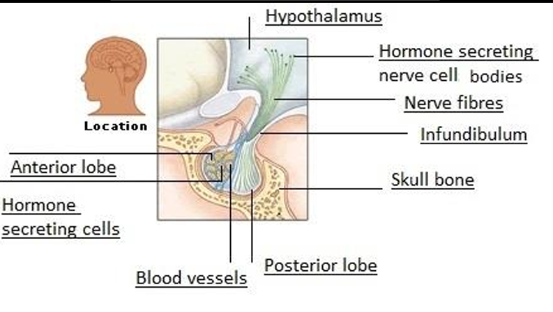 <p>-located in a small depression in the skull bone, just beneath the hypothalamus</p><p> • Connected to the hypothalamus by a thin stalk called the infundibulum. </p><p>• About 13mm in diameter.</p><p>• Consists of an anterior lobeand a posterior lobe, each of which function separately. </p><p></p><p>Anterior lobe (in front)-connected to the hypothalamus by a complex network of blood vessels. </p><p></p><p>Posterior lobe (rear)-not a true gland because it does not secrete any hormones. It is joined to the hypothalamus by nerve fibresthat come from the nerve cell bodies in the hypothalamus and pass through the infundibulum.</p>