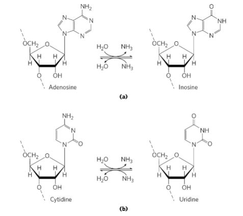 <p>Use Fig. 27-11 (p. 1014) to show how deaminases can alter specific nucleotides in an mRNA</p><p>transcript. Use Fig. 27-12 (p. 1015) to show how RNA editing by this mechanism is used to</p><p>regulate the production of two related but different products from a single transcript in a tissue-</p><p>specific manner.</p><p></p>