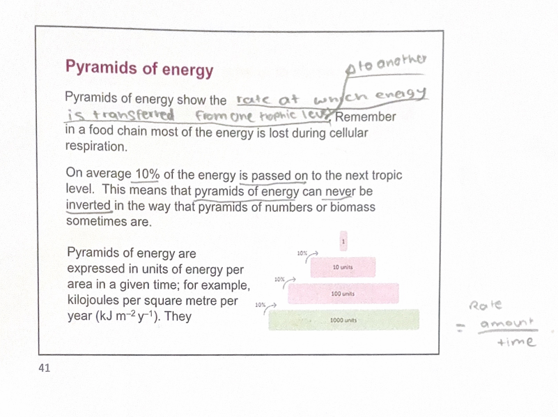 <p>A pyramid of energy shows the rate of energy transfer through successive trophic levels</p><p>the organisms at the top of the food chain receive only a small amount of the total energy stored by producers</p><p>This ultimately limits the number of possible trophic levels</p>