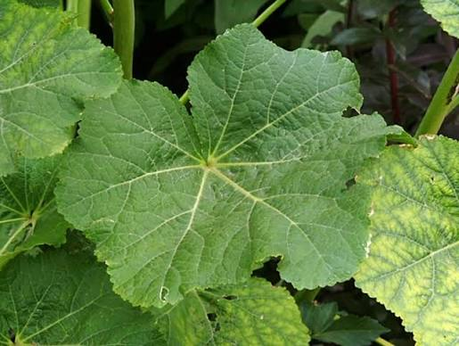 <p>hollyhock</p>