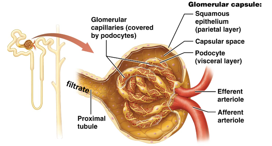 <p>Group of looping <strong>fenestrated capillaries; extremely “leaky” or permeable</strong></p><ul><li><p>Housed within the renal corpuscle</p></li><li><p>Surrounded by Bowman’s capsule</p></li></ul><p></p>