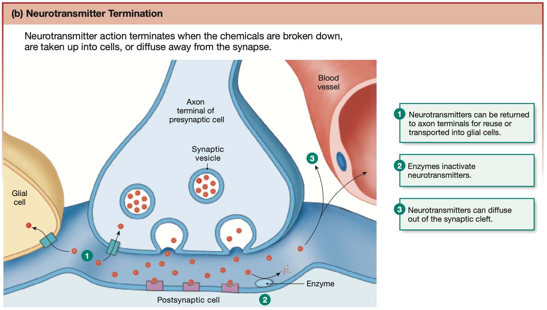 <ul><li><p><strong>Reuptake</strong></p></li></ul><p>Neurotransmitters can be reuptaken and stored in the <strong>astrocytes</strong> or pre-synaptic axon terminal again.</p><ul><li><p><strong>Degredation: Enzymes</strong></p></li></ul><p>Broken down by <strong>enzymes</strong> found on the membrane of post-synaptic dendrites or in the synaptic cleft.</p><ul><li><p><strong>Diffusion</strong></p></li></ul><p>Neurotransmitters can travel away from the synaptic cleft into areolar tissue or blood vessels.</p>