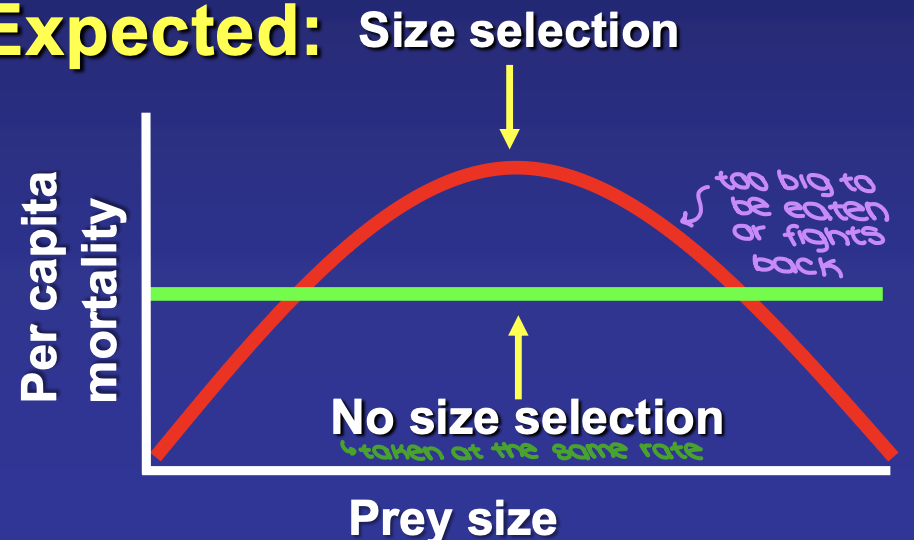 <p>no size selection = flat line</p><p>size selection = u-shaped curve where at some point prey is too big to be eaten or fights back</p>