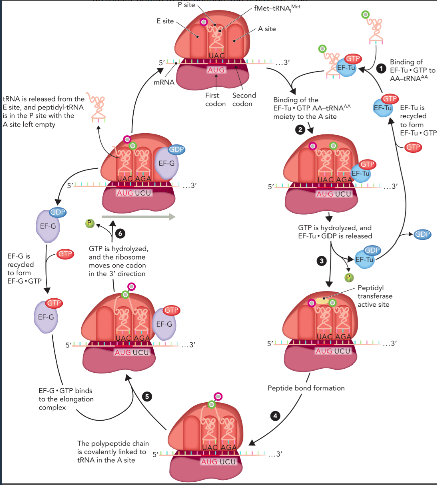 <ul><li><p>similar in prokaryotes and eukaryotes </p></li><li><p>six steps that requires the hydrolysis of 2 GTP, one to promote binding of the AA-tRNA<sup>AA</sup> to the A site, and one to facilitate translocation of the ribosome in the 3’ direction </p></li><li><p>uses elongation factors </p></li></ul><p></p>