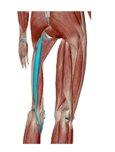 <p>Identify this muscle of the Posterior Thigh and its origin, insertion, action and innervation</p>