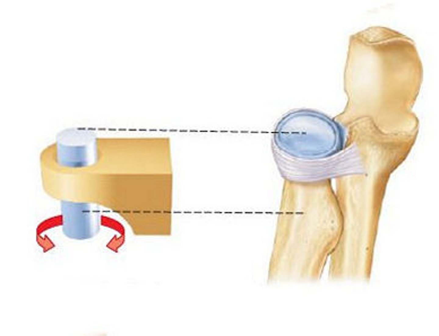 <p>A rounded or pointed surface of one bone articulates with a ring formed by another bone and a ligament, allowing for rotational movement around a central axis.</p><p>Example: Proximal radioulnar joints, atlantoaxial joint</p>