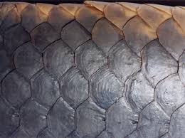 <p>Thick, heavy scales found in lungfishes and coelacanths.</p>