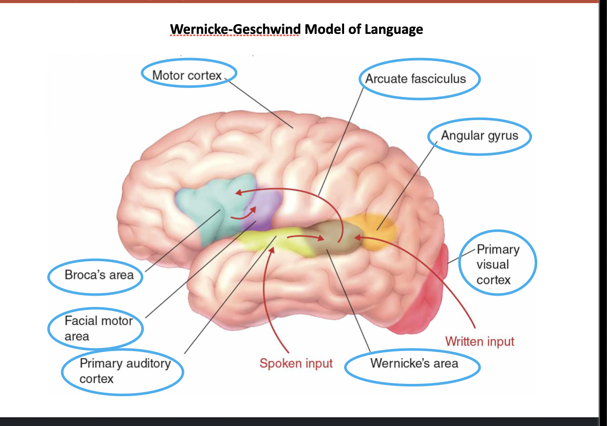 <p>What are key structures in the Diagram?</p>