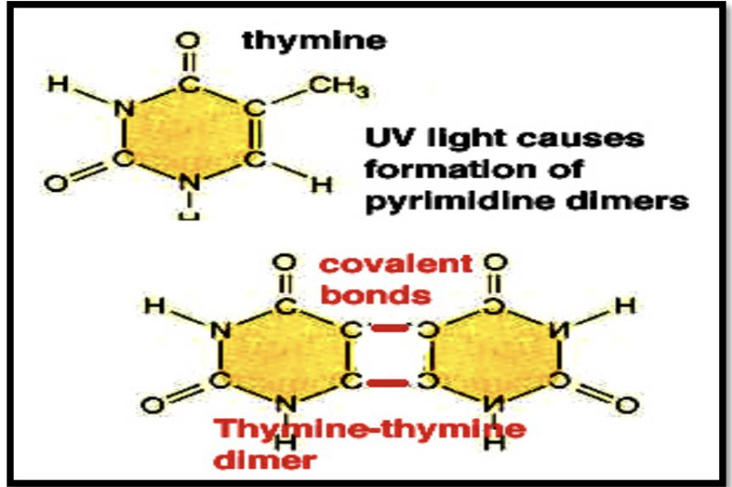 <p><span style="font-size: medium;">Pyrimidine dimers form in DNA when</span></p><p>a. exposed to very low temperatures</p><p>b. UV radiation is absorbed by the base thymine</p><p>c. subjected to ethylene oxide</p><p>d. they comes in contact bisphenols</p>
