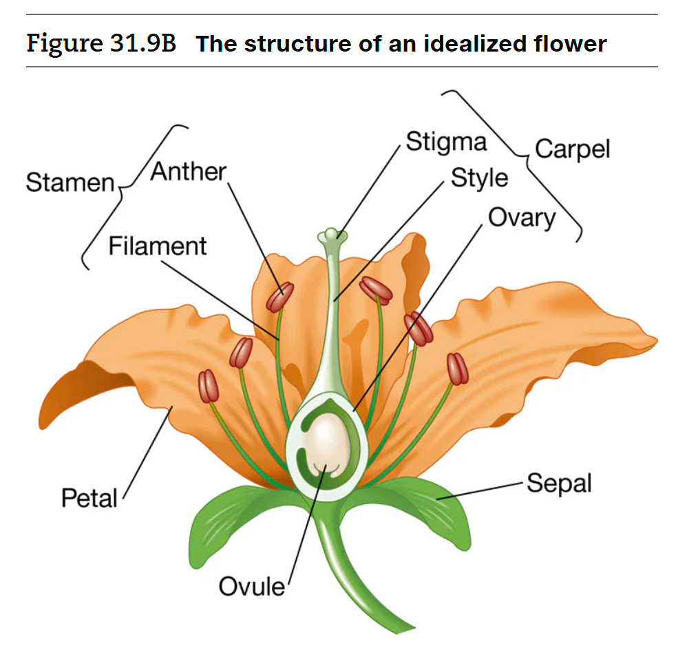 <p>Where is pollen produced? (angiosperms)</p>