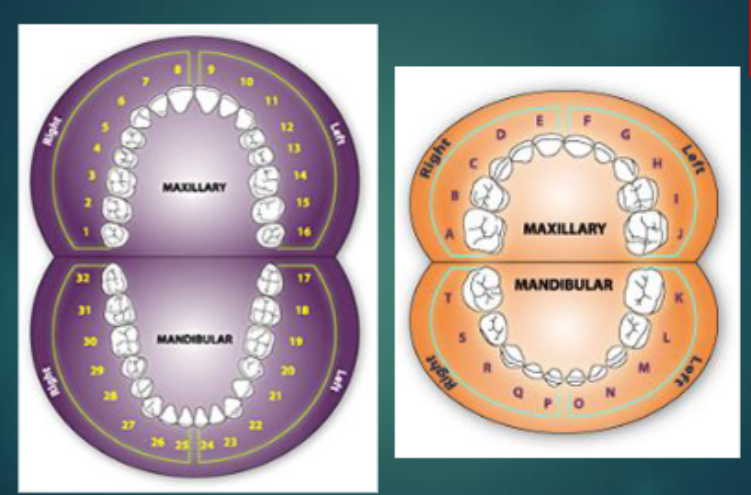 <p>What number system is this</p>