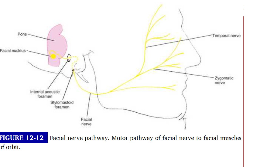 <p>upper two: temporal and zygomatic </p><p>they supply the frontalis, procerus, corrugator and orbicularis muscle </p>