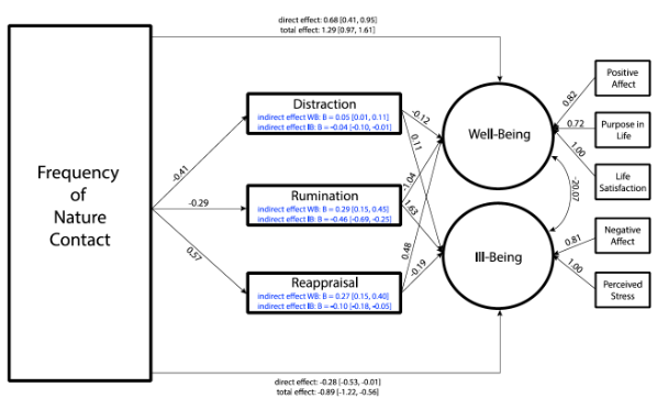 <p>created a path model of variables + found:</p><ul><li><p>FoNC had direct effect on wellbeing factors e.g. affect, purpose in life, perceived stress etc.</p></li><li><p>emotional regulation strategies strongly mediated the effects of FoNC on wellbeing → rumination was negatively associated with wellbeing + positively associated with illbeing, while reappraisal was positively associated with wellbeing</p></li></ul><p>suggests that emotional regulation mediates the relationship between frequency of nature contact + wellbeing, as more contact with nature increases capacity to reappraise situations</p>