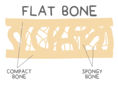 <p>flat</p>
