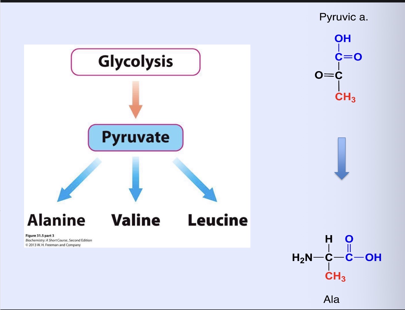 <p>Alanine, valine, leucine</p>
