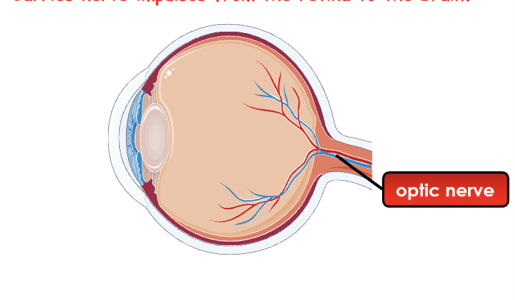 <p>Carries nerve impulses from the retina to the brain</p>