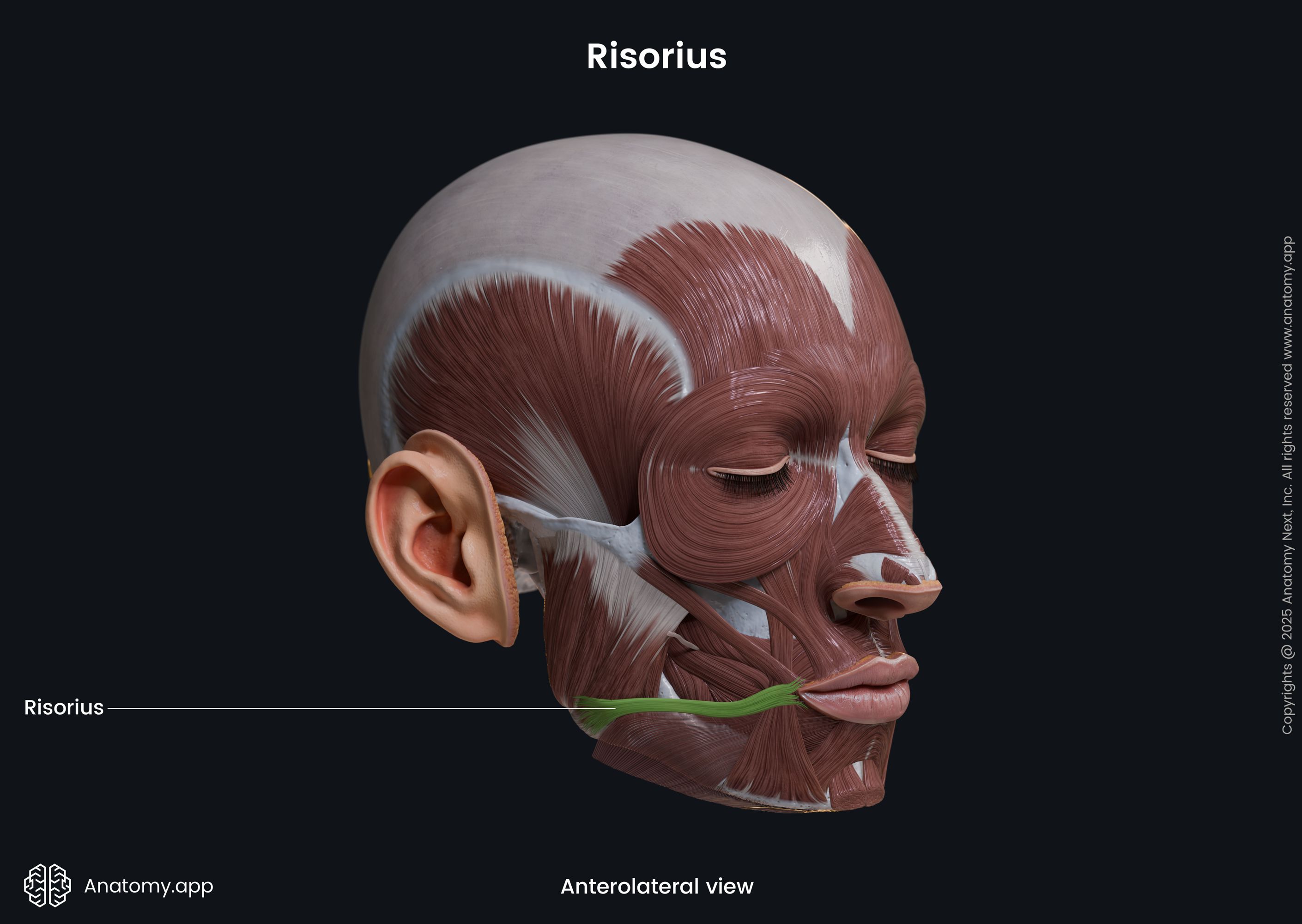 <p>Function: pulls angle of the mouth laterally to make a closed mouth smile or smirk</p>